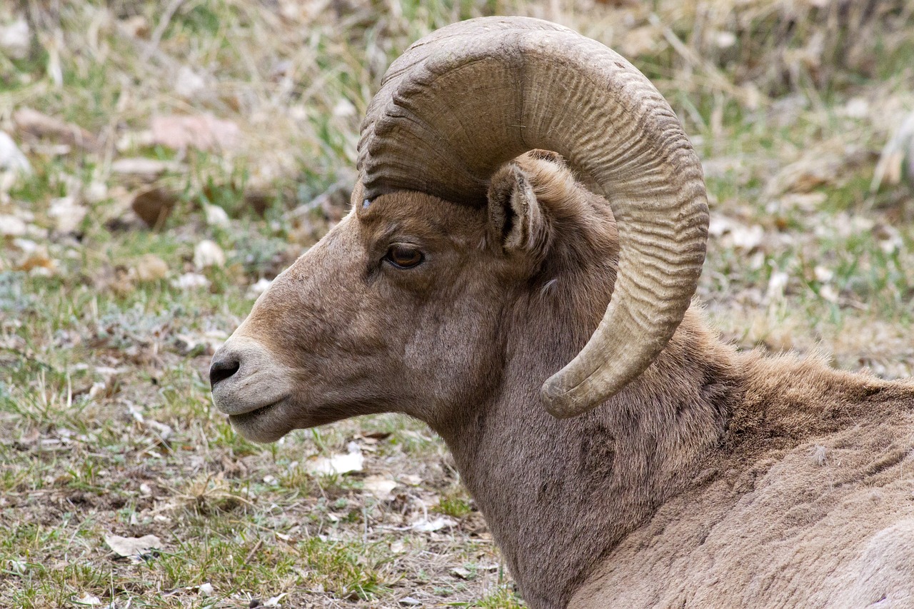 big horn sheep colorado animal free photo