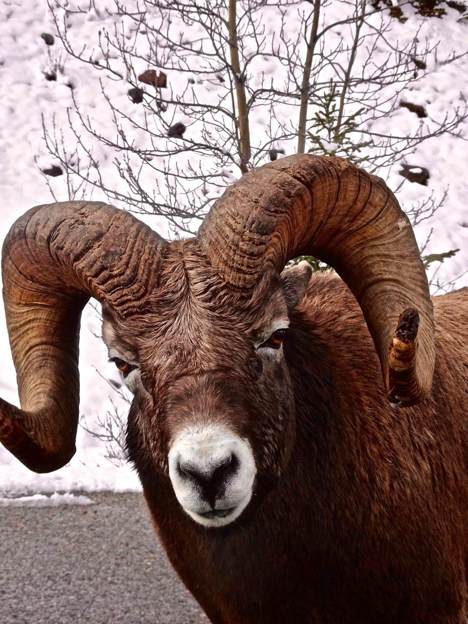 big horn sheep ram wildlife free photo