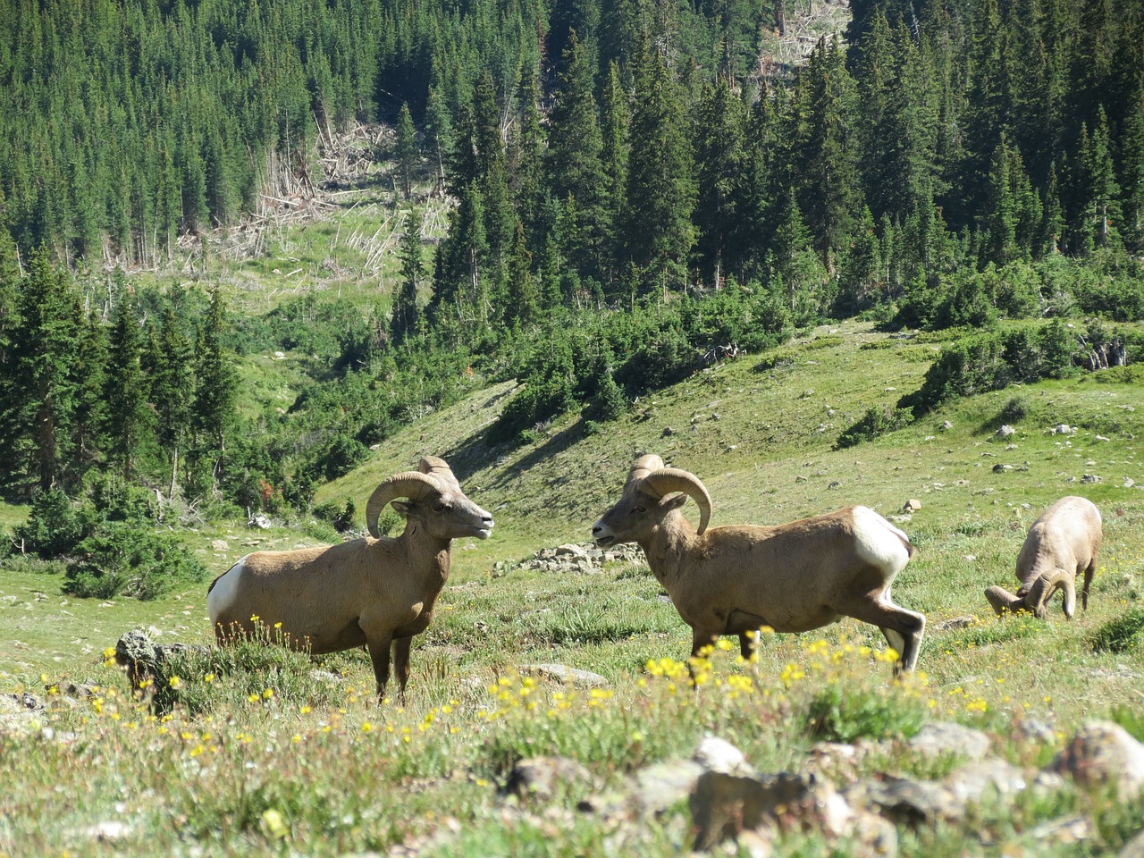 big horn sheep rocky mountain national park mountains free photo