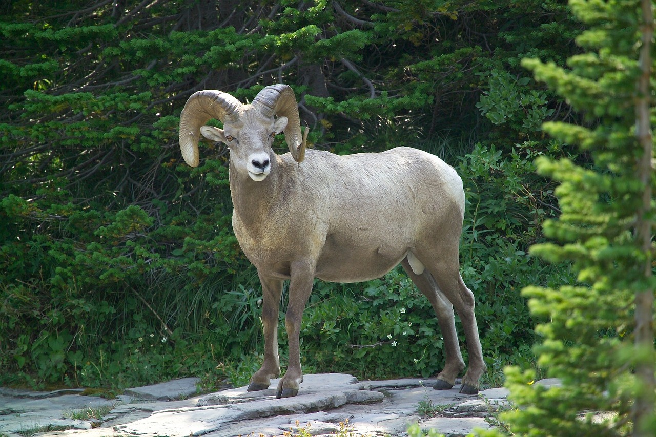 big horn sheep ram wildlife free photo