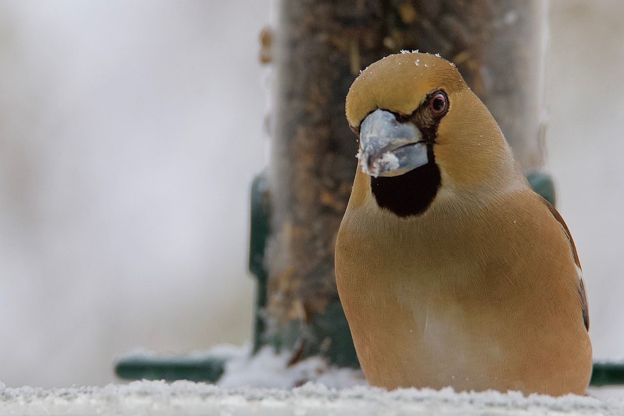 big kiss case-nuclei winter free photo