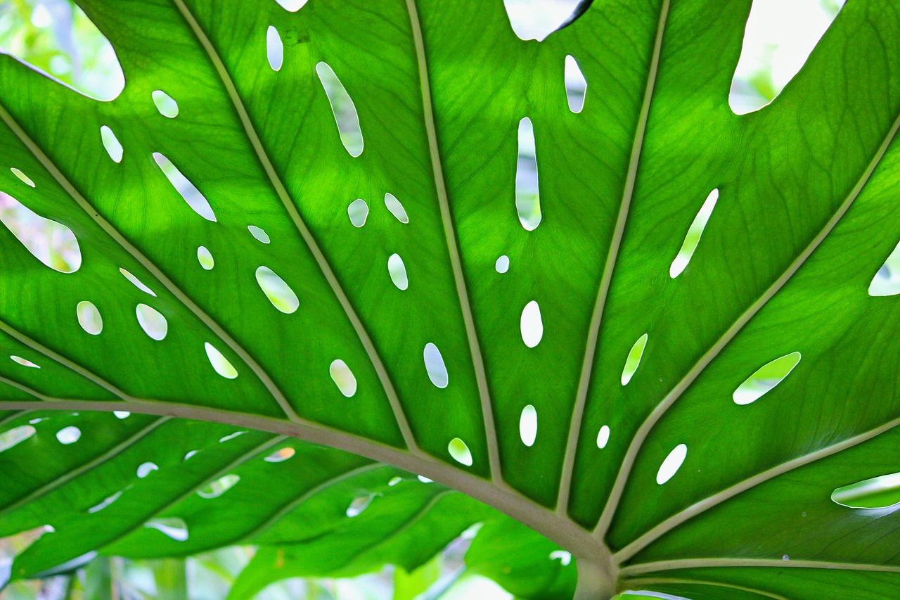 big leaf close green free photo