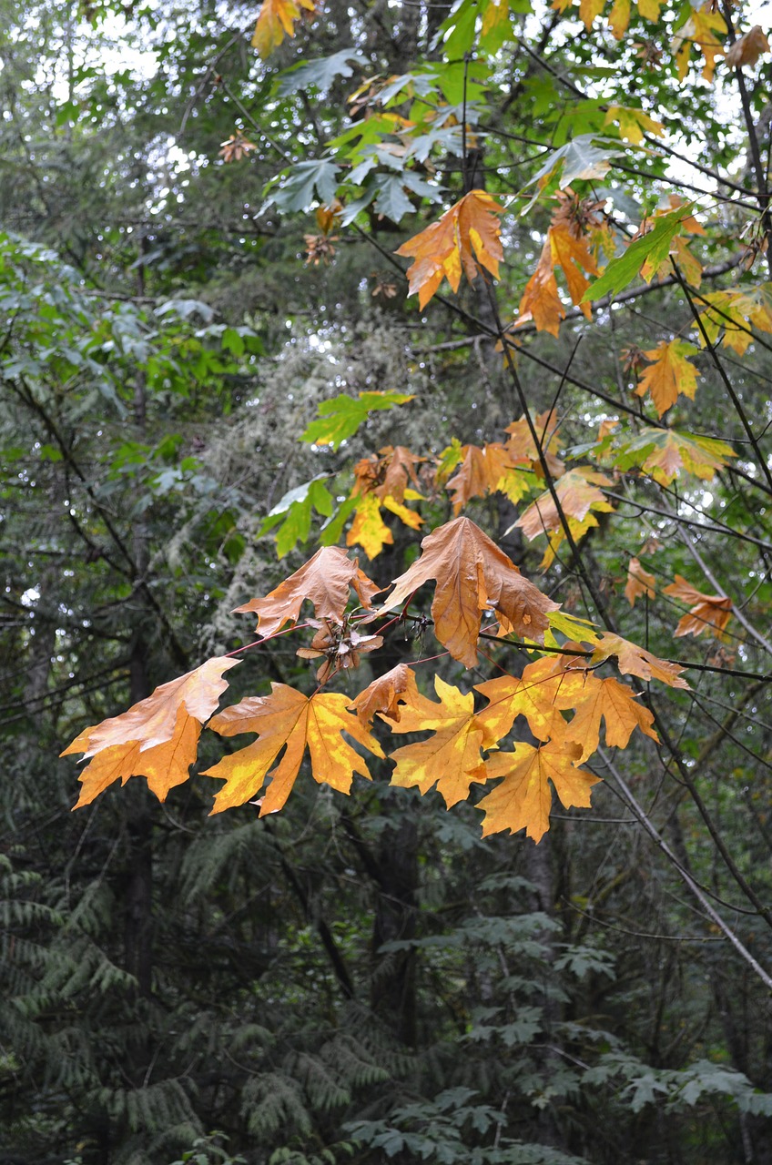 big leaf maple tree maple free photo