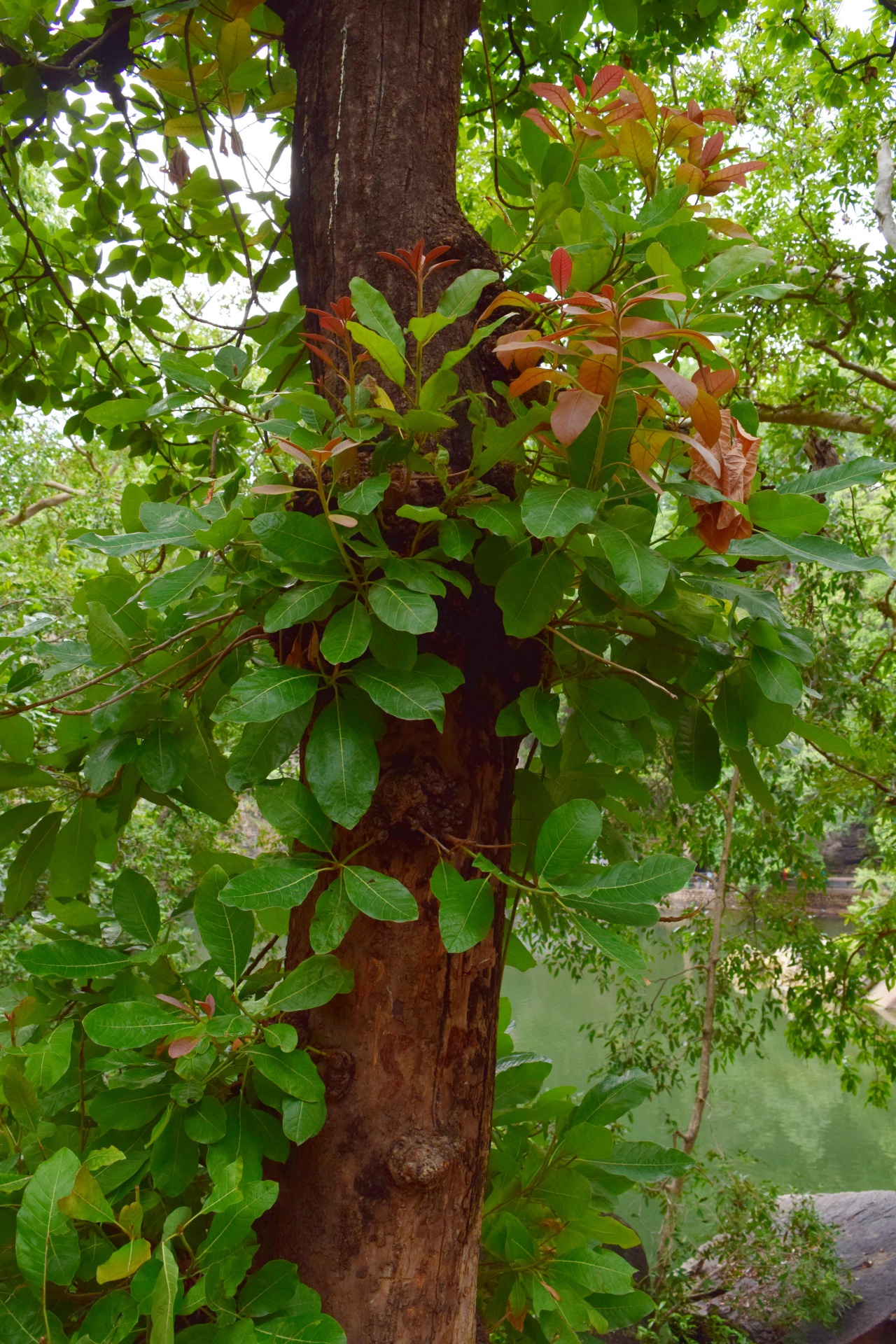 leaves tree nature free photo