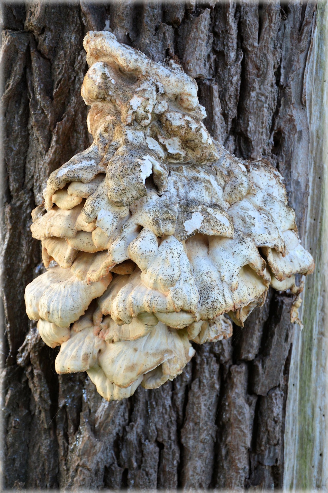 mushroom tree nature free photo