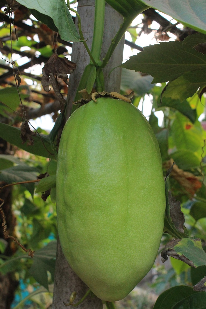 big passion fruit food fresh free photo