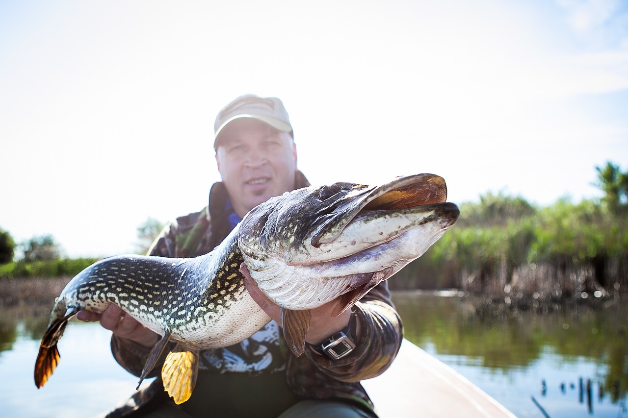 big pike,fish,fishing,fisherman,catch,pike,free pictures, free photos, free images, royalty free, free illustrations, public domain