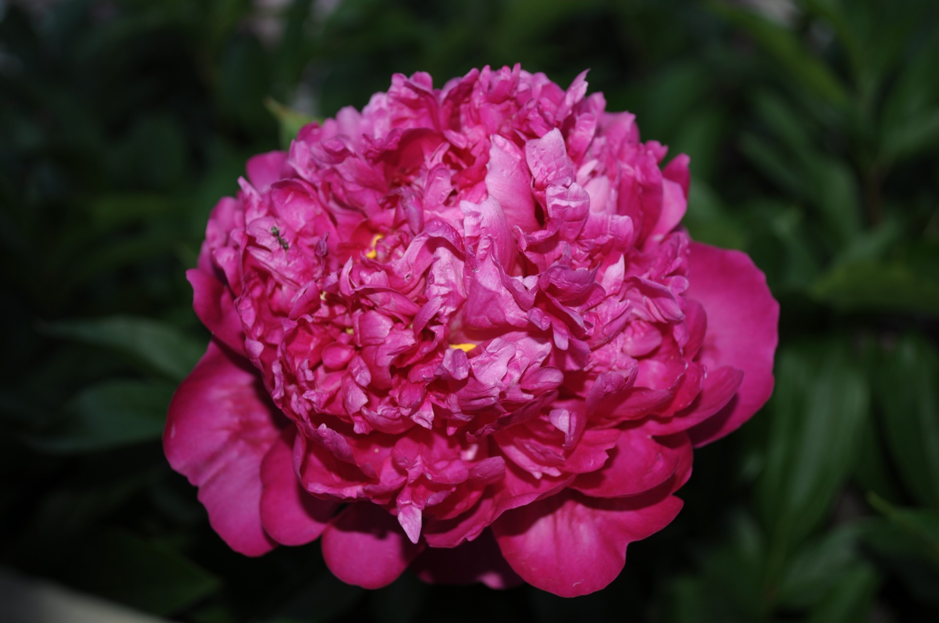 peony flower flowering free photo