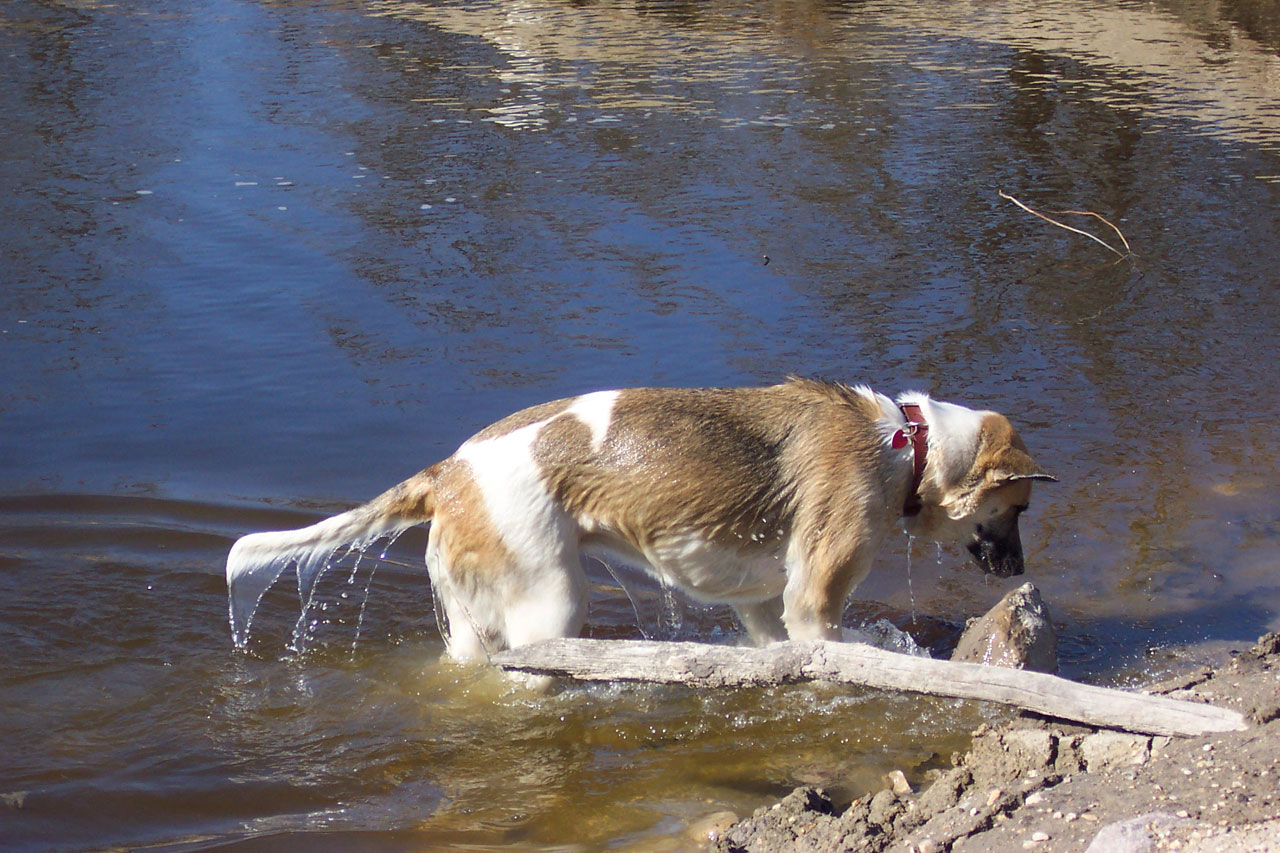dog pond akita free photo