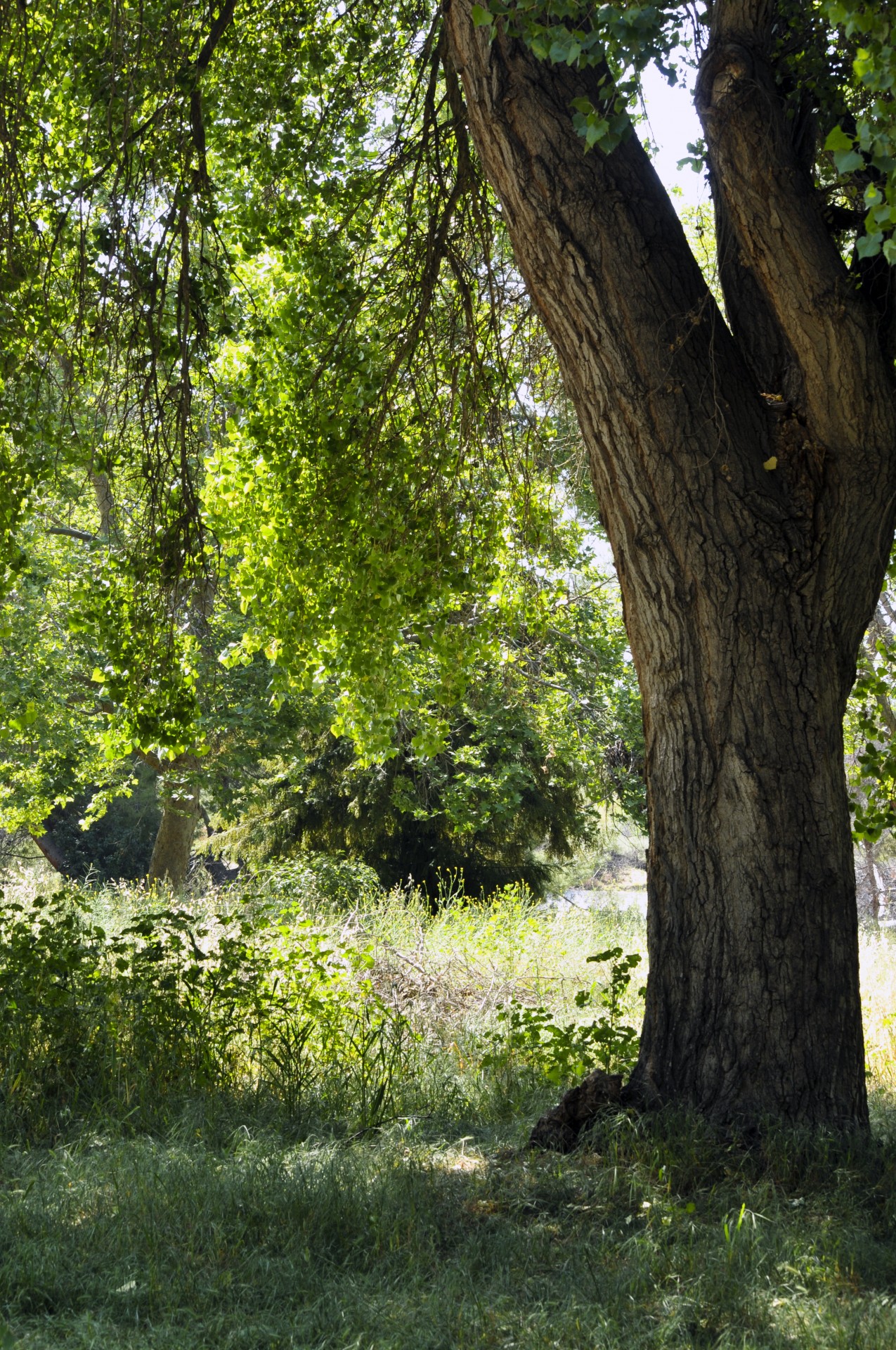 tree trees field free photo