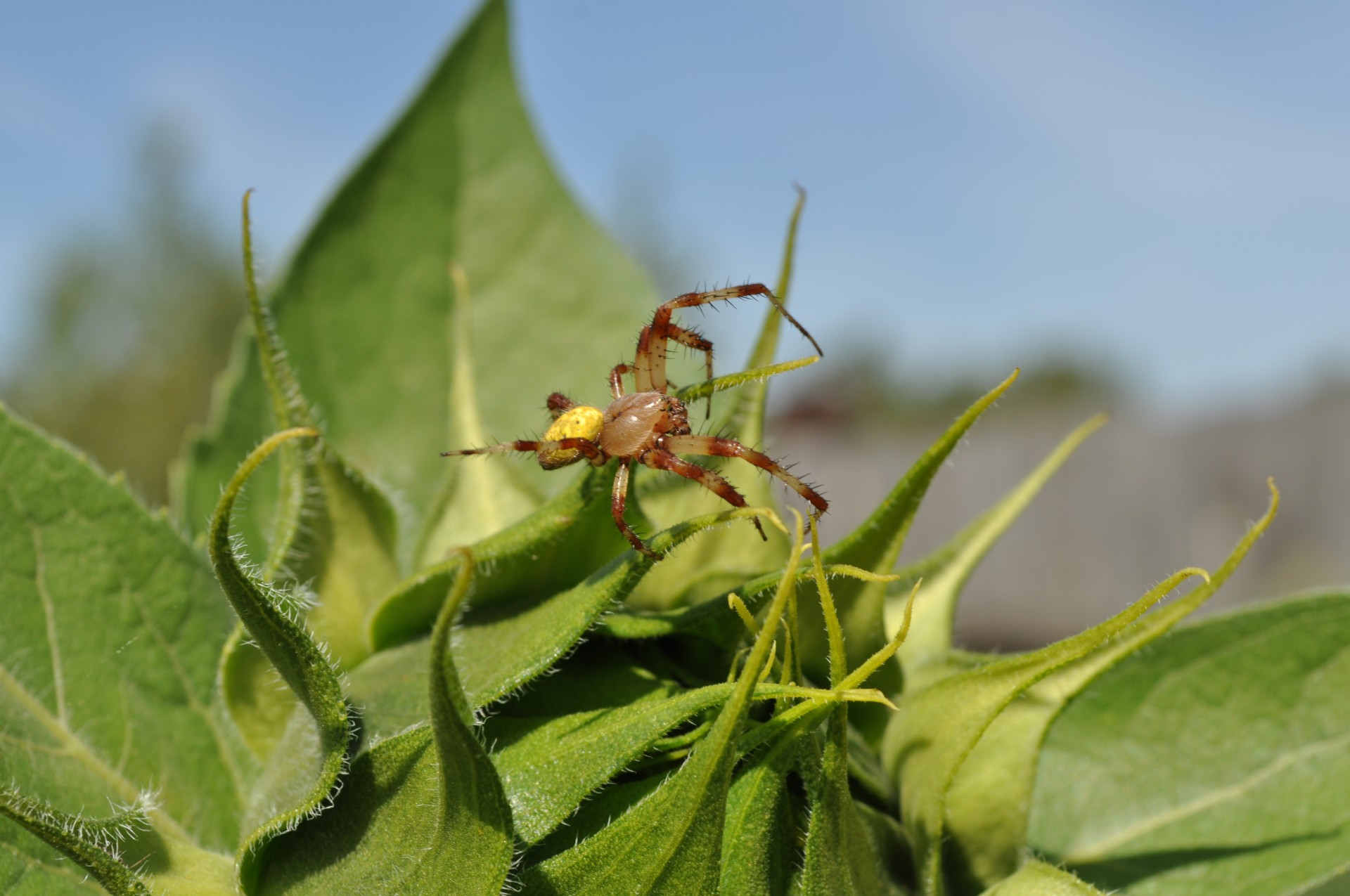 spider insect summer free photo