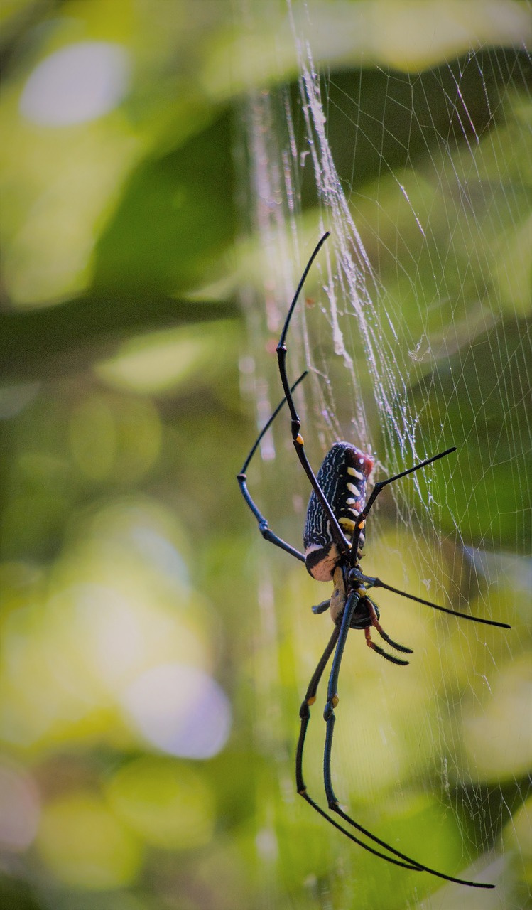 big spider  spider silk  wheel web spiders free photo