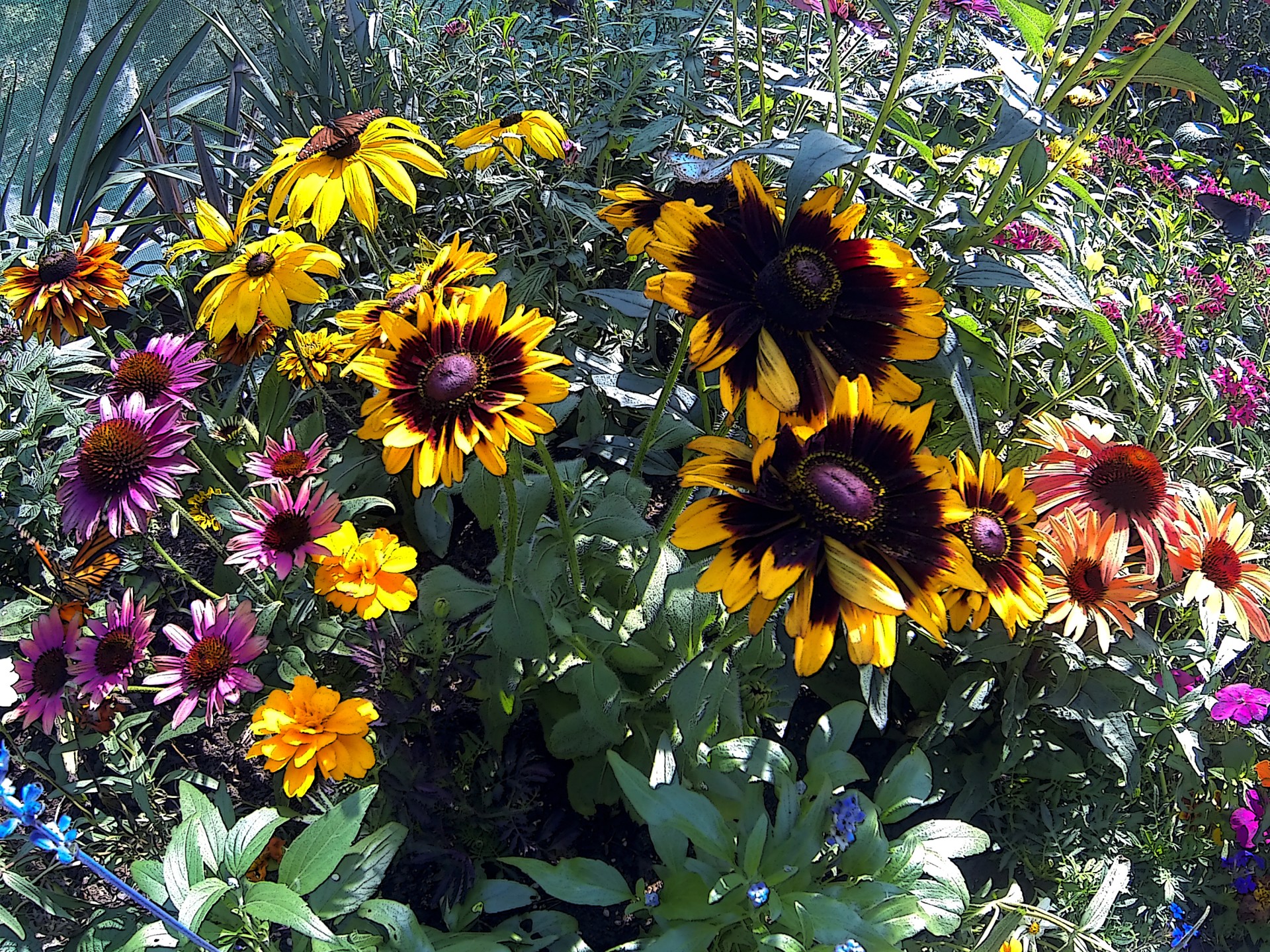 sunflower sunflowers flower free photo