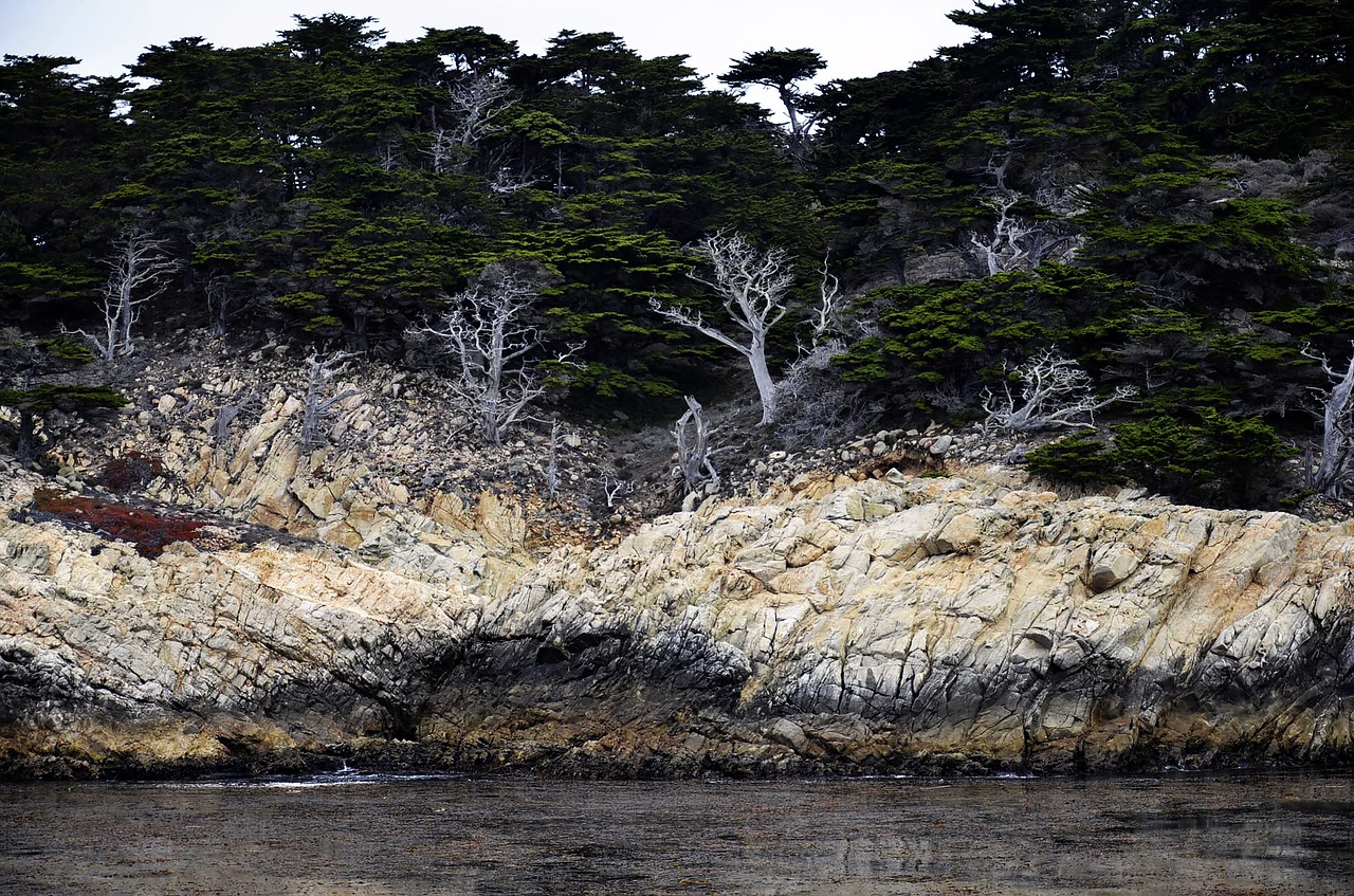 big sur  woods  ocean free photo