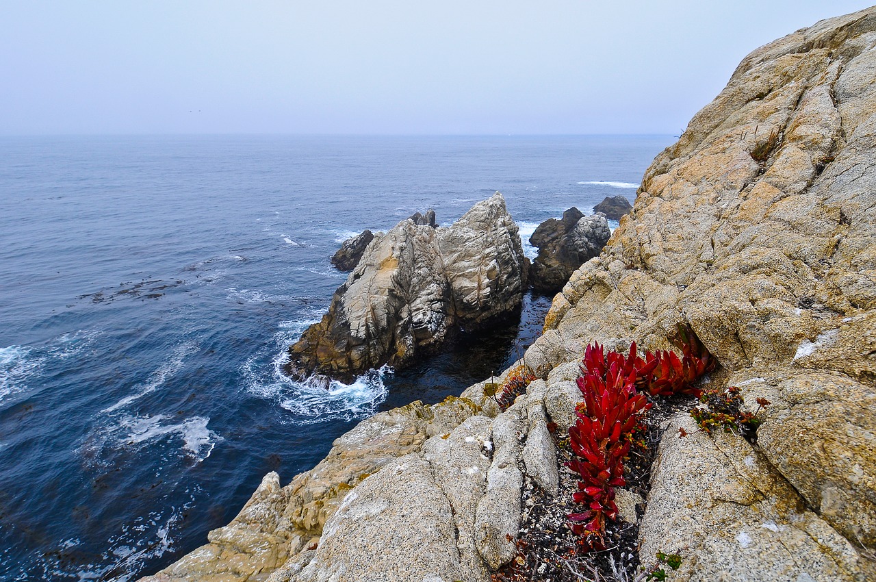 big sur  flower  cliffs free photo