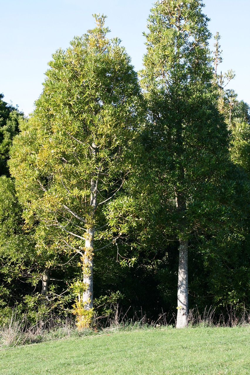 big tree agathis macrophylla pacific kauri free photo