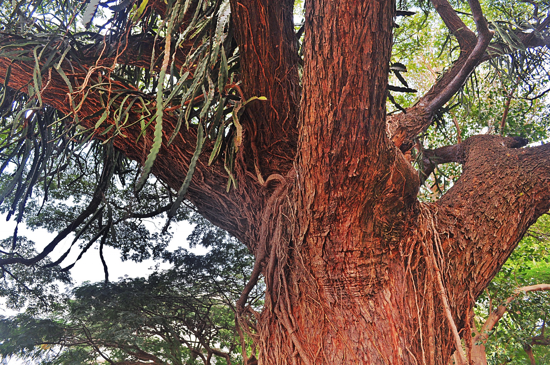 tree cactus branches free photo