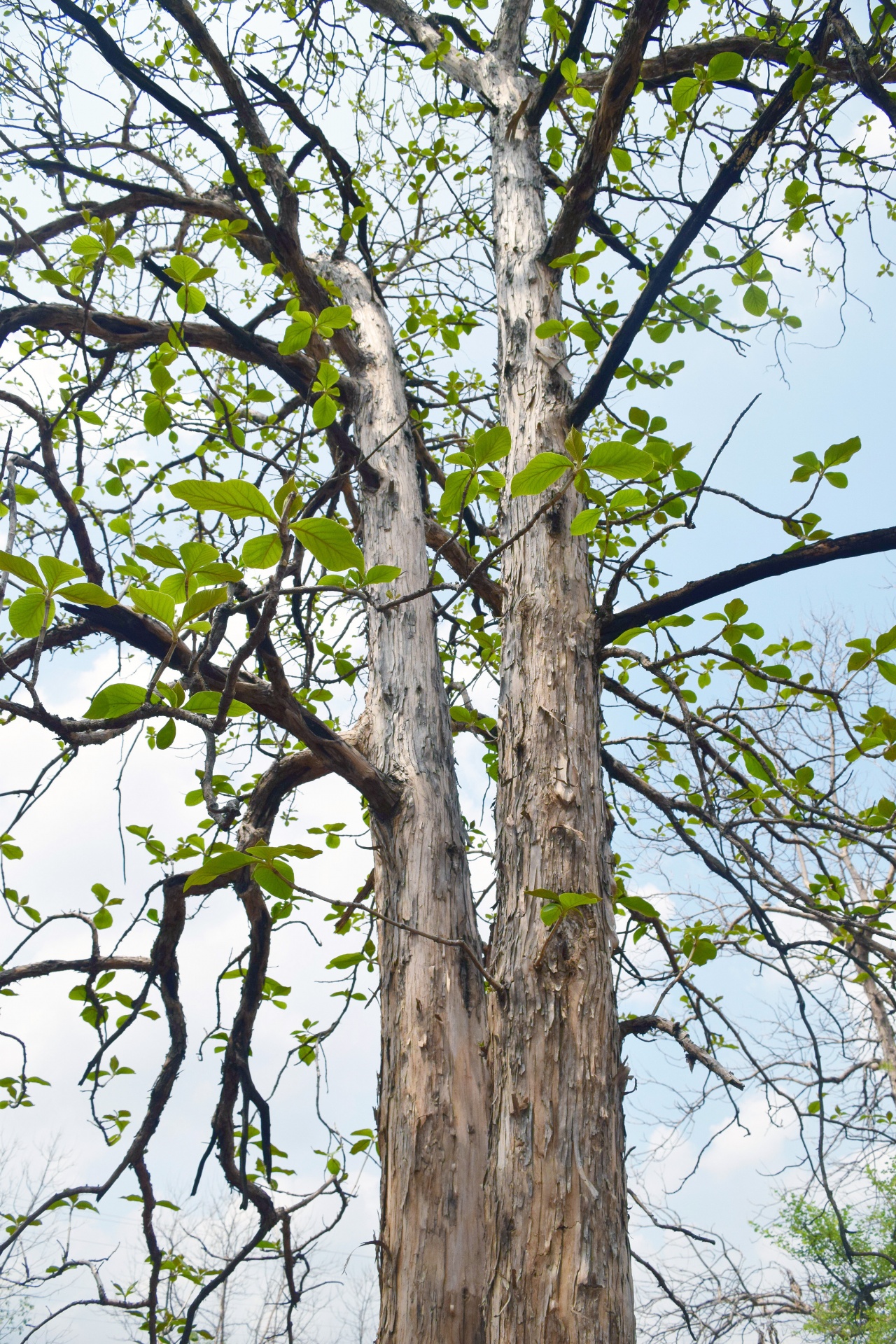 tree trunk branches free photo