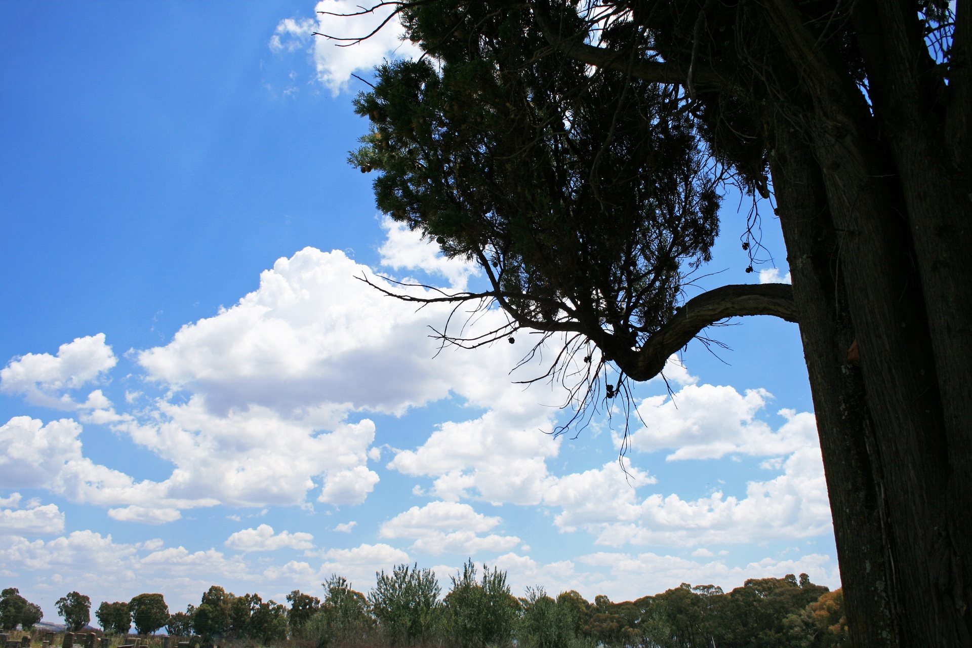 sky blue tree free photo