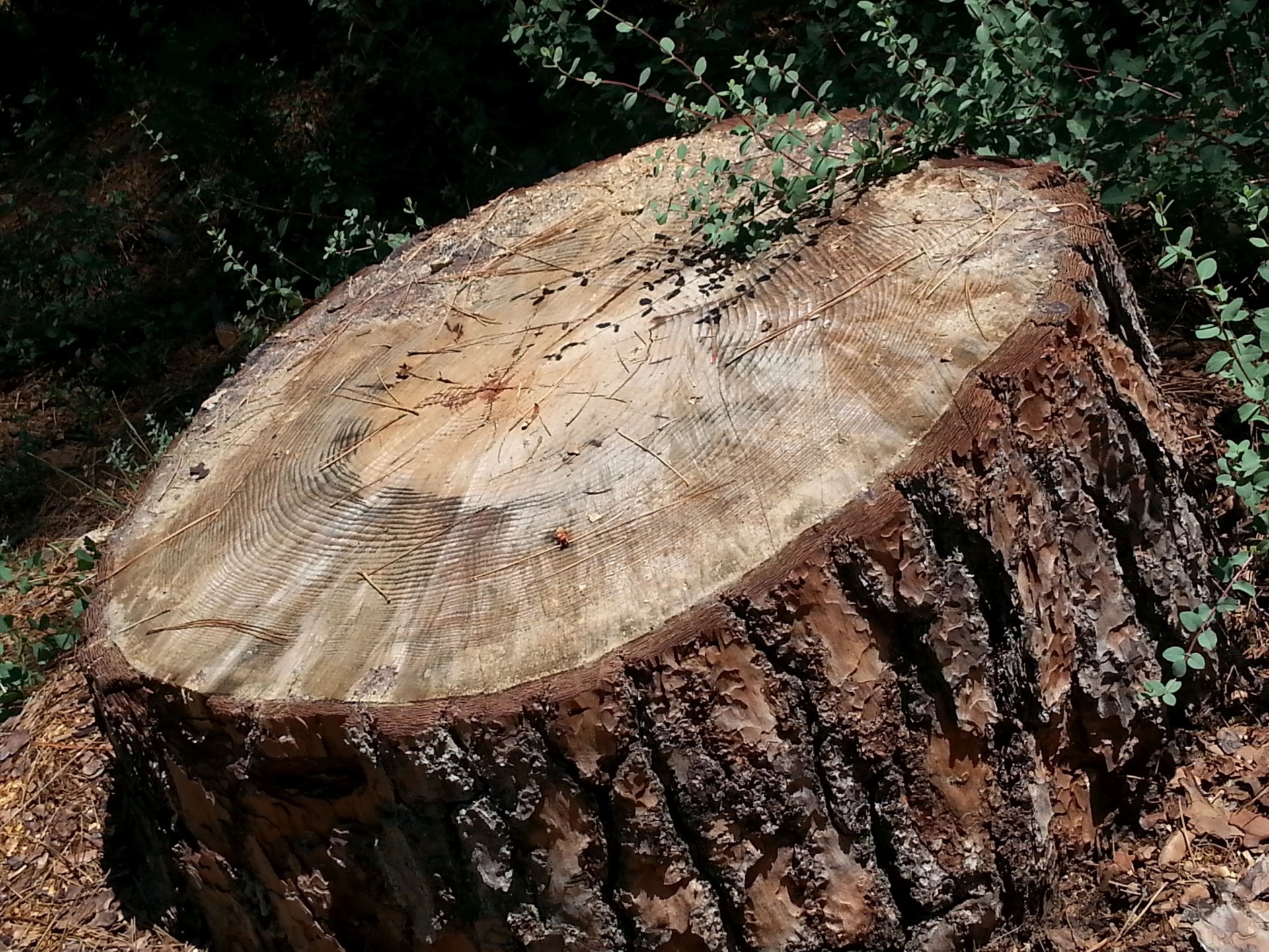 tree stump texture free photo