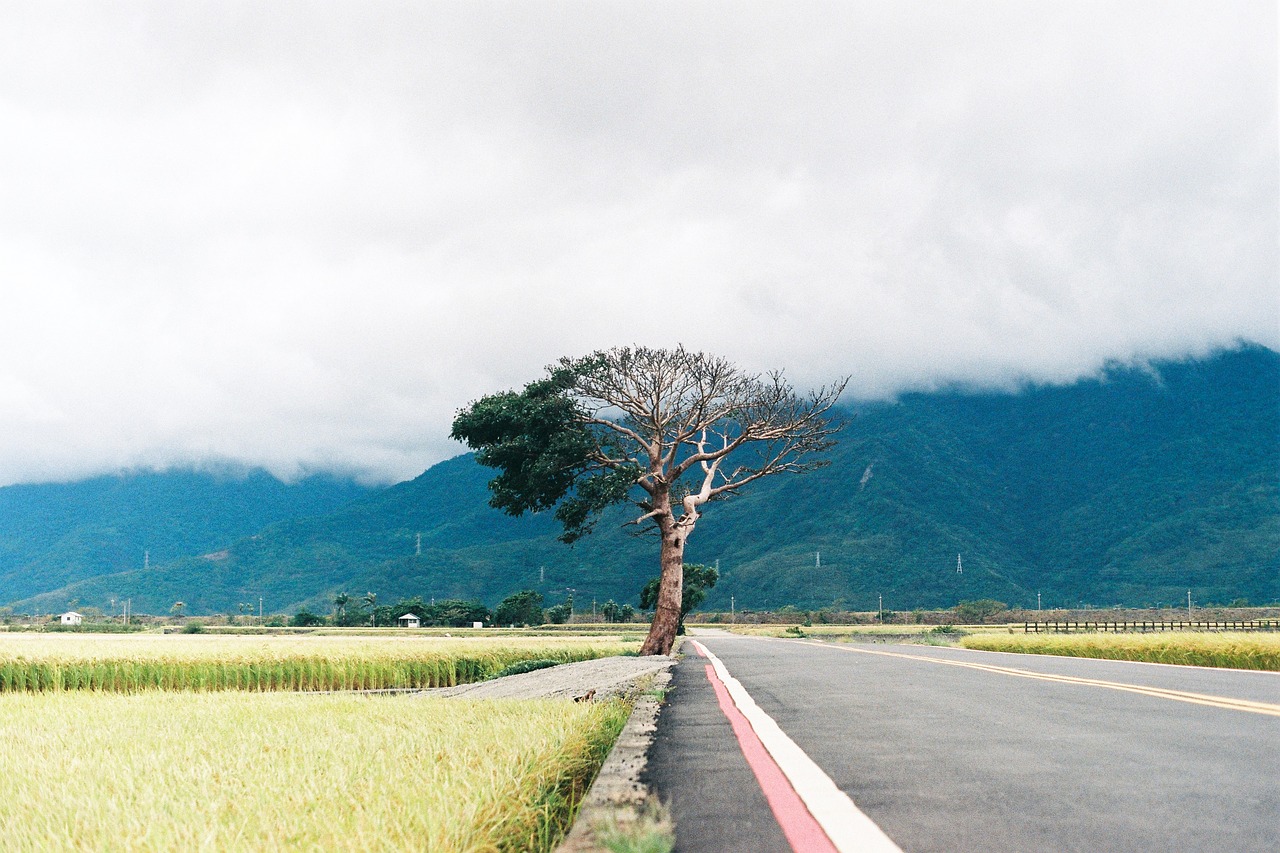 big trees roadside level free photo