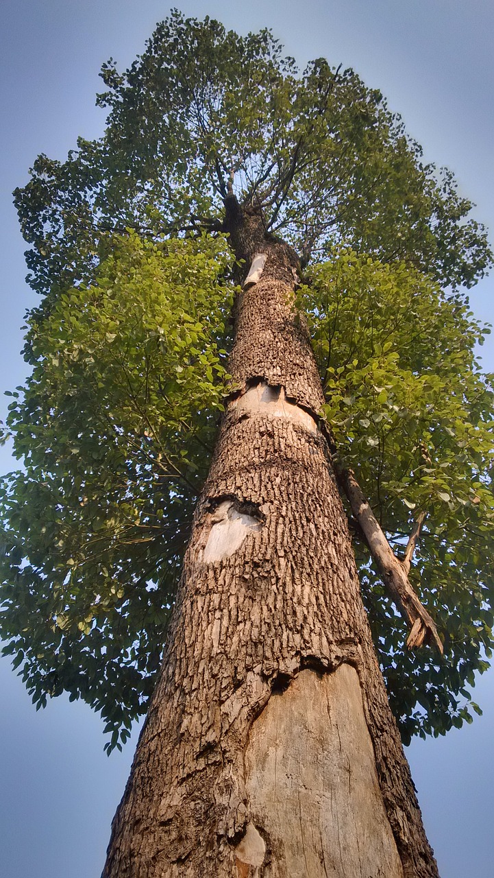 big trees look up tall free photo
