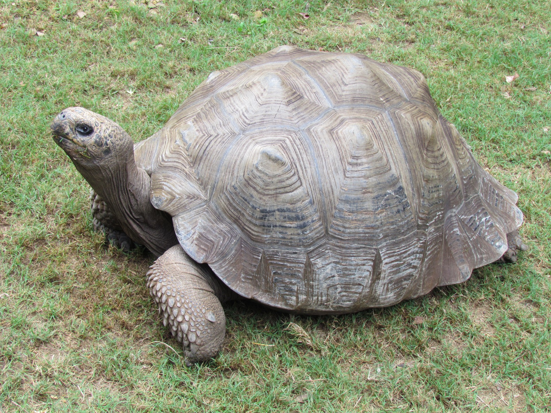turtle tortoise animal free photo