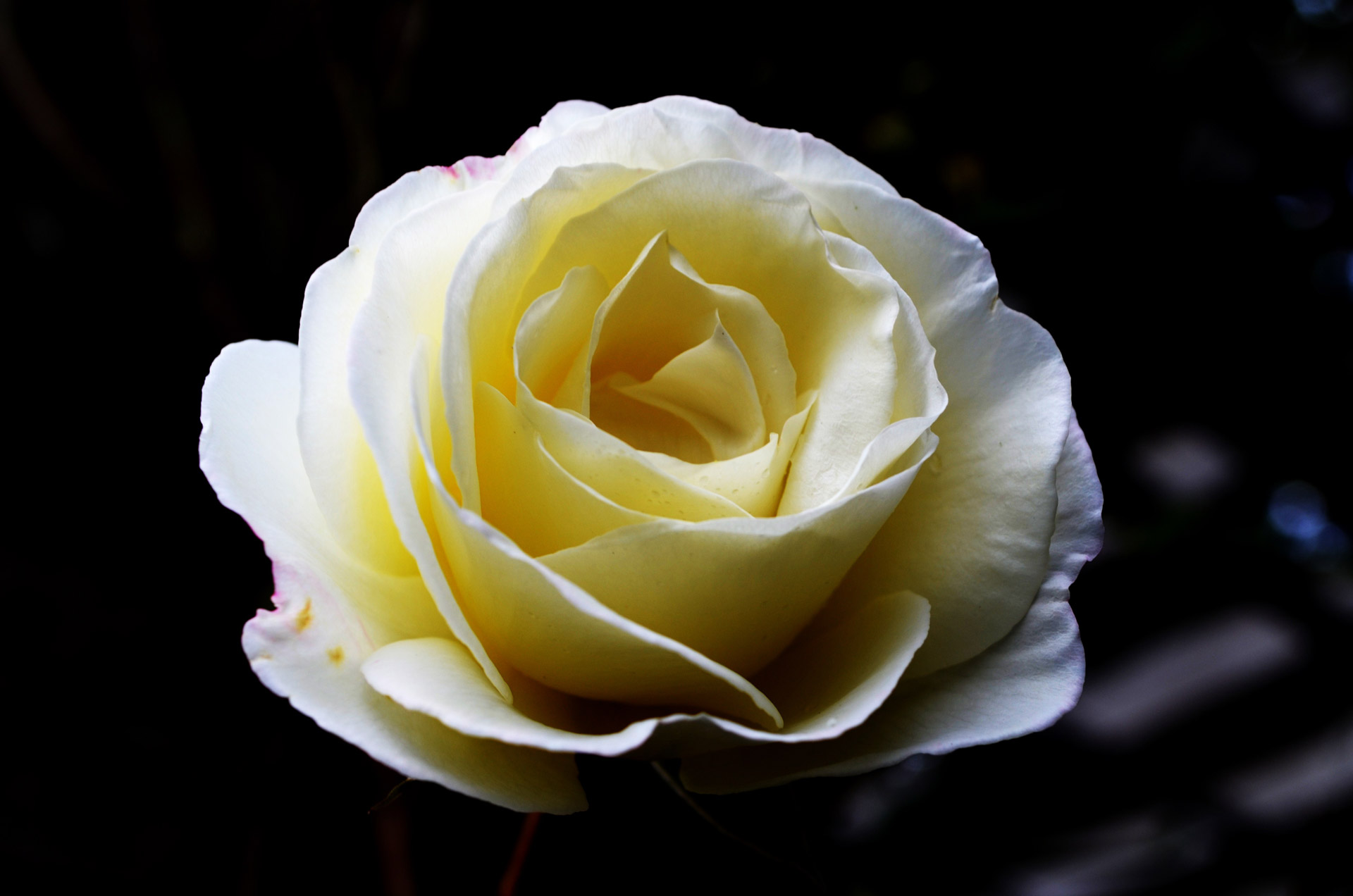 white roses backgrounds free photo