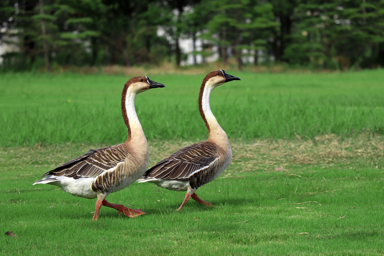 big wild goose pagoda  walking  park free photo