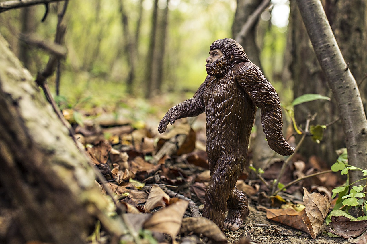 bigfoot evolution anthropoid ape free photo
