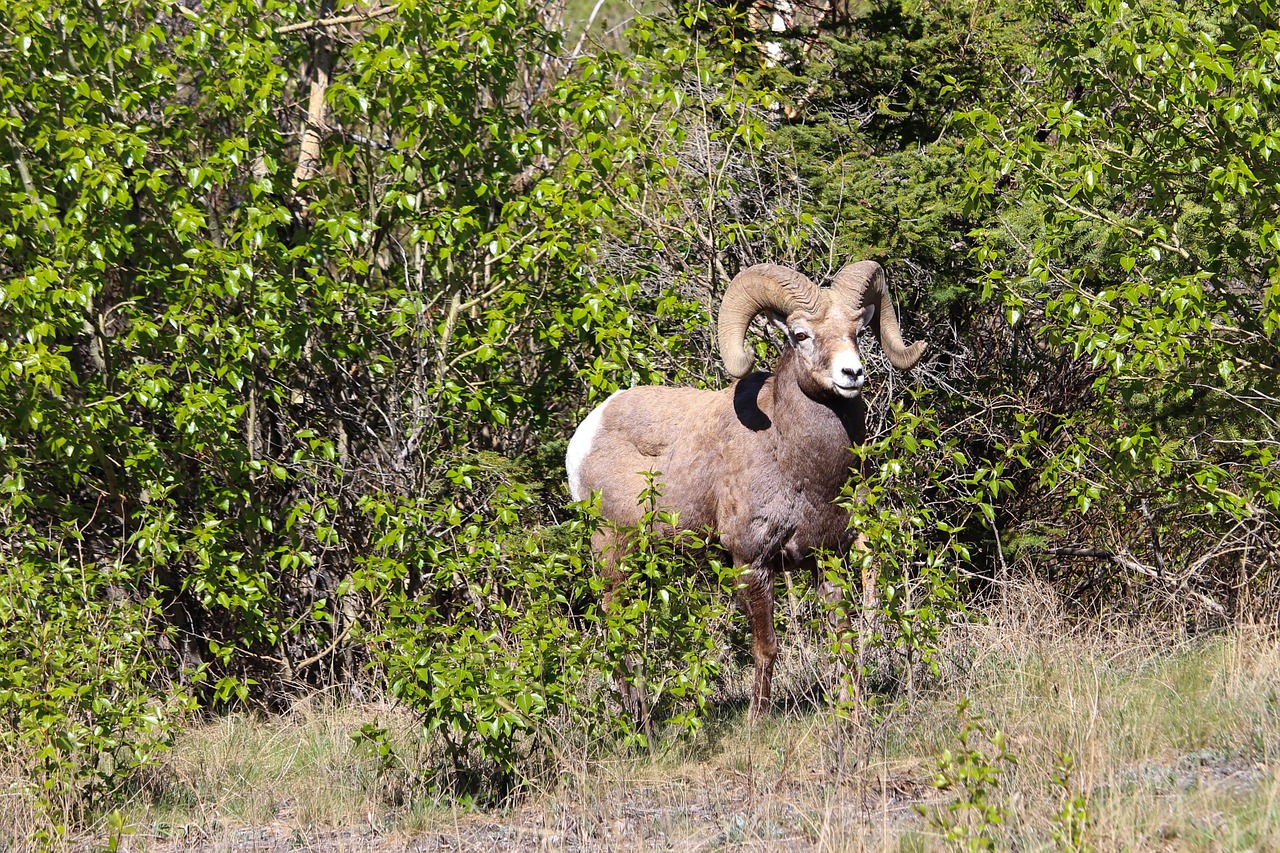 bighorn sheep wildlife free photo