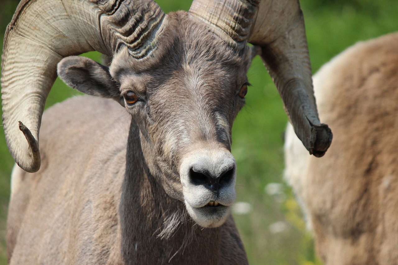 bighorn ram male free photo