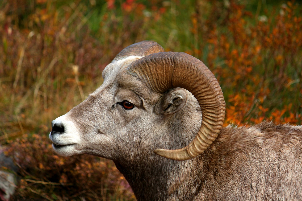 bighorn  sheep  ram free photo