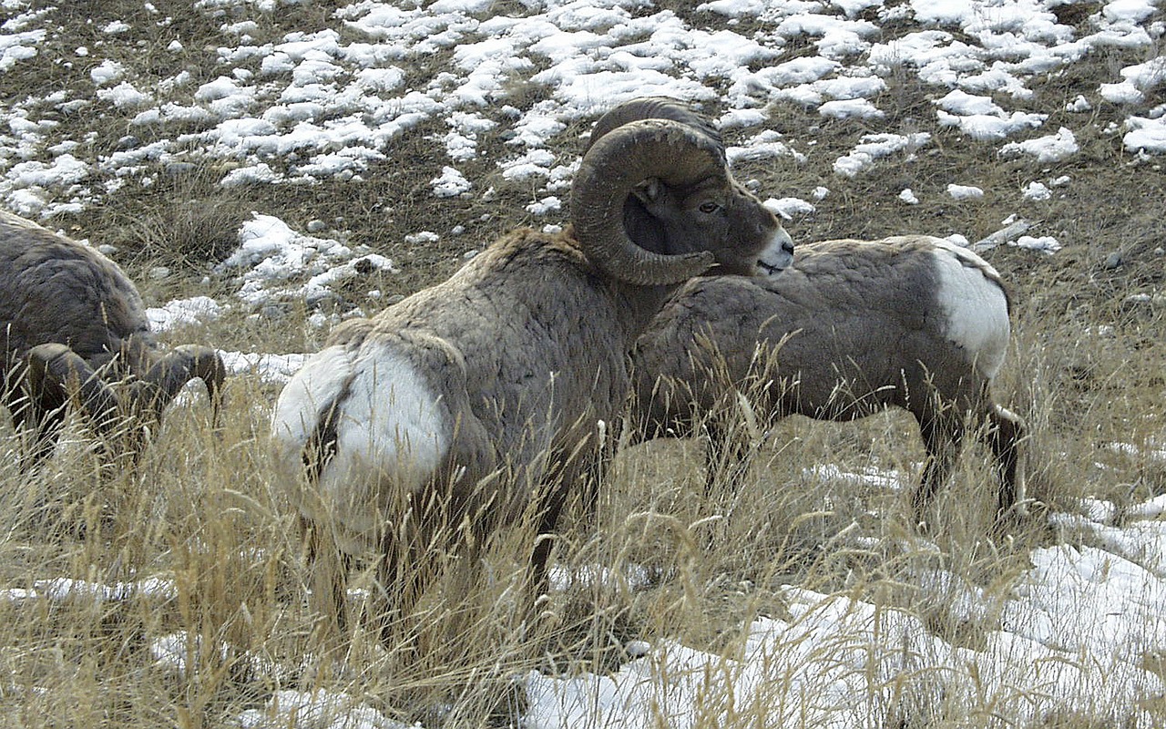 bighorn sheep animal free photo