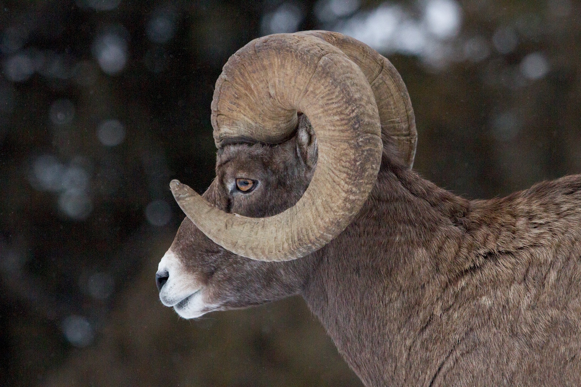 bighorn sheep ram free photo