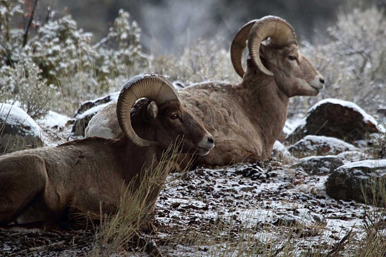 bighorn sheep rams resting free photo