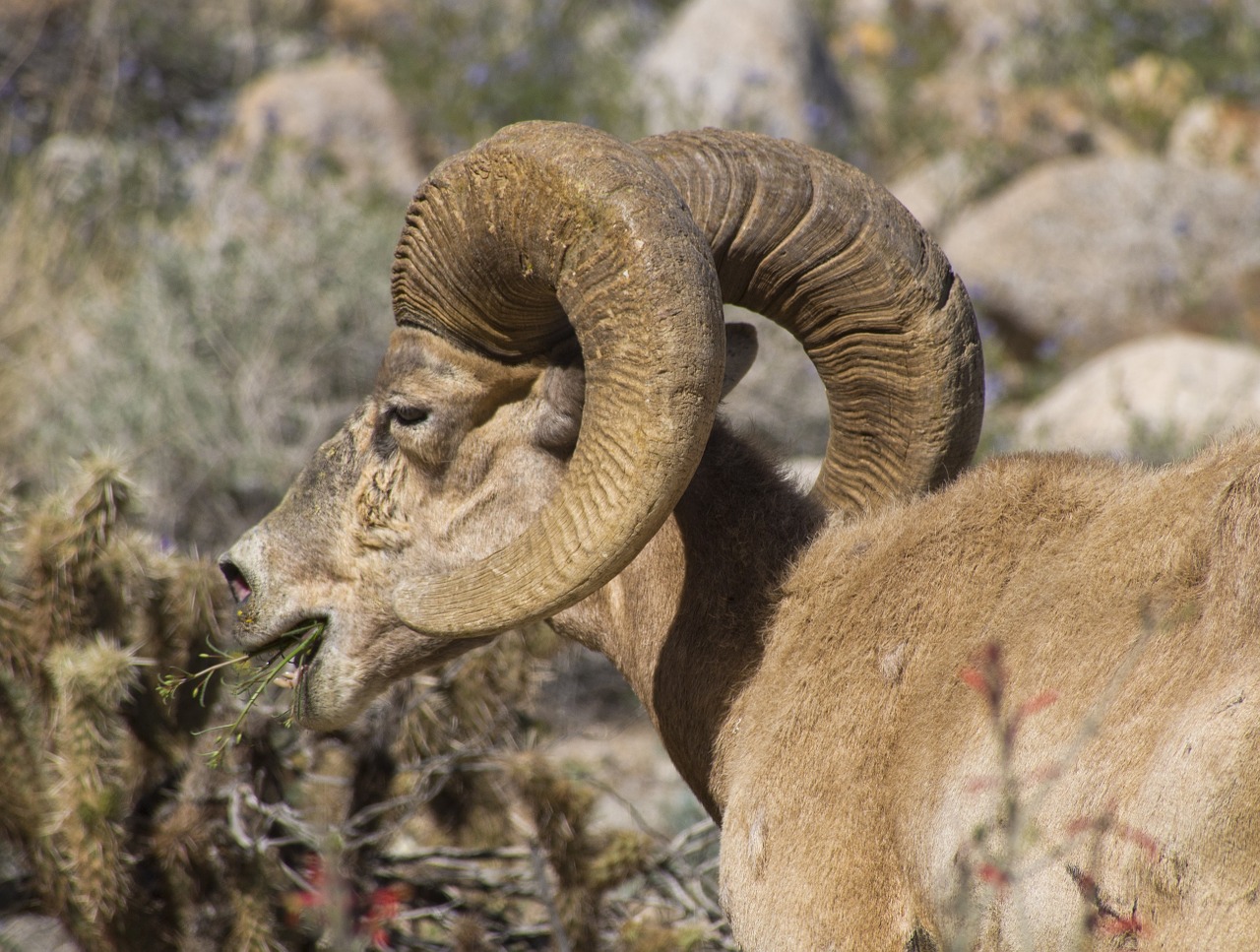 bighorn sheep wildlife nature free photo