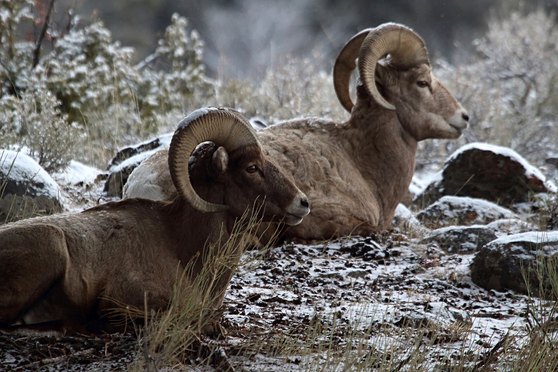bighorn sheep rams males free photo