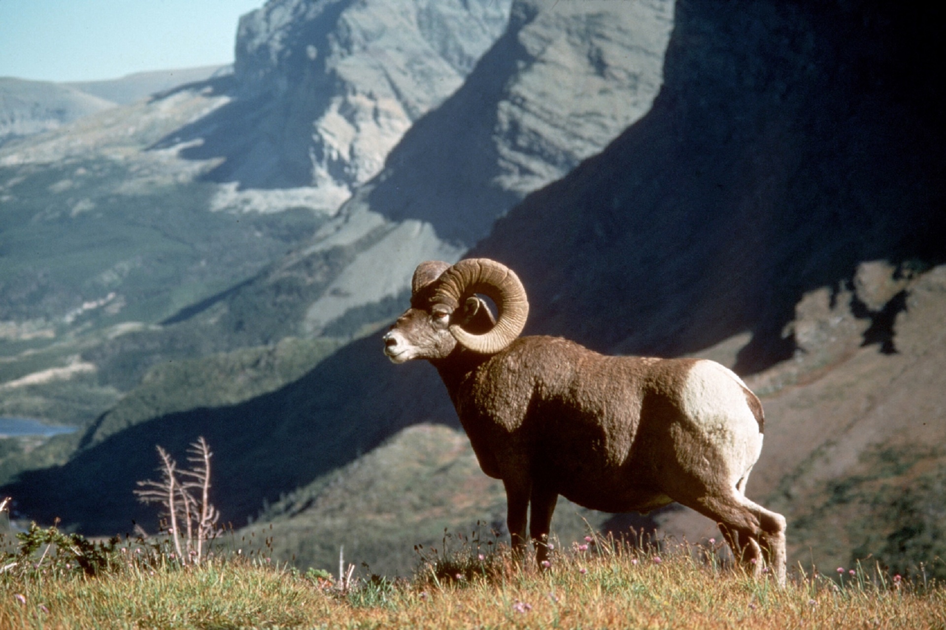 bighorn sheep portrait wildlife free photo