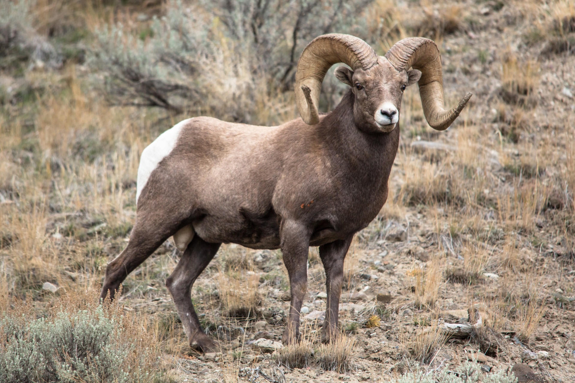 Download free photo of Bighorn,sheep,ram,portrait,wildlife - from  