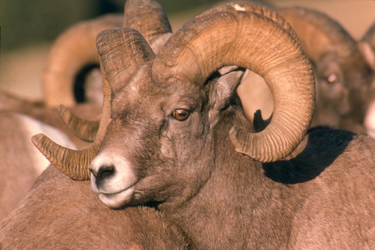 bighorn sheep ram male