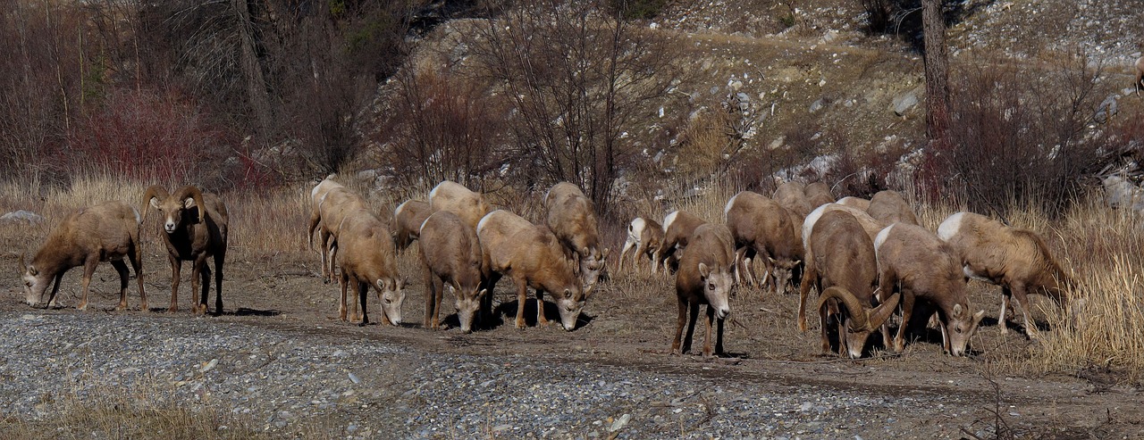 bighorn sheep animals herd free photo