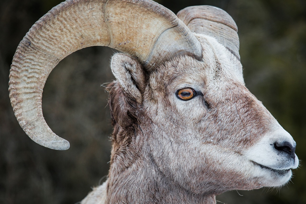 bighorn sheep ram male free photo