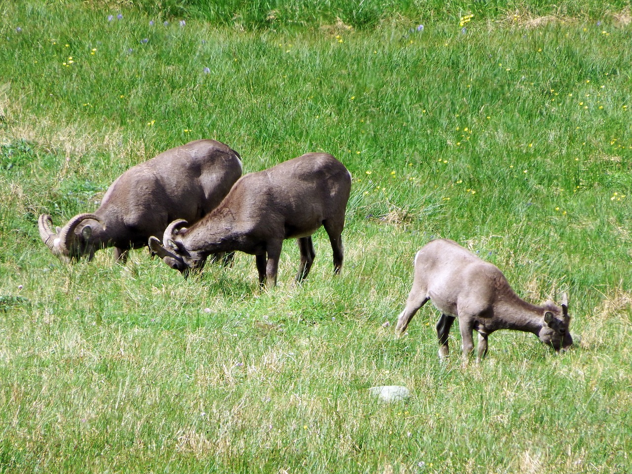 bighorn sheep herd mountains free photo