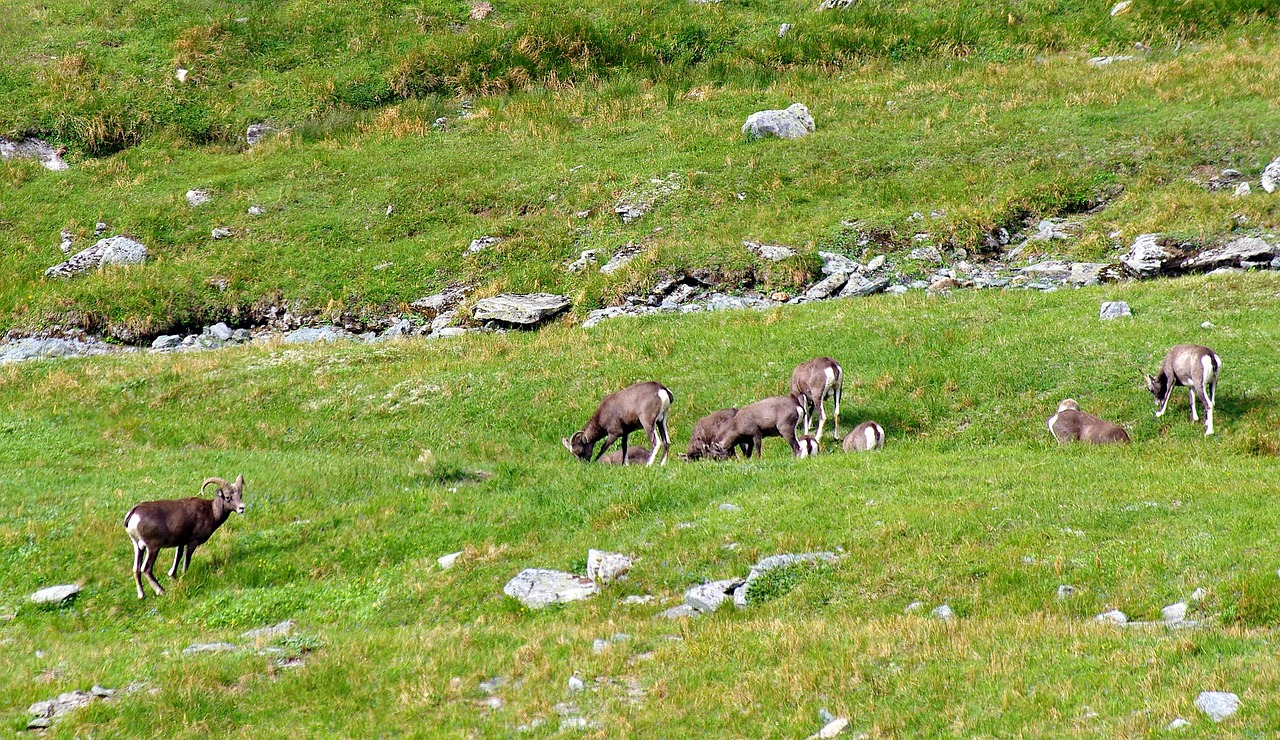 bighorn sheep herd mountains free photo