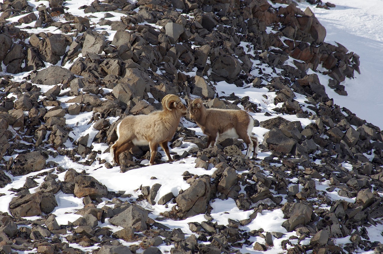 bighorn sheep couple sheep free photo