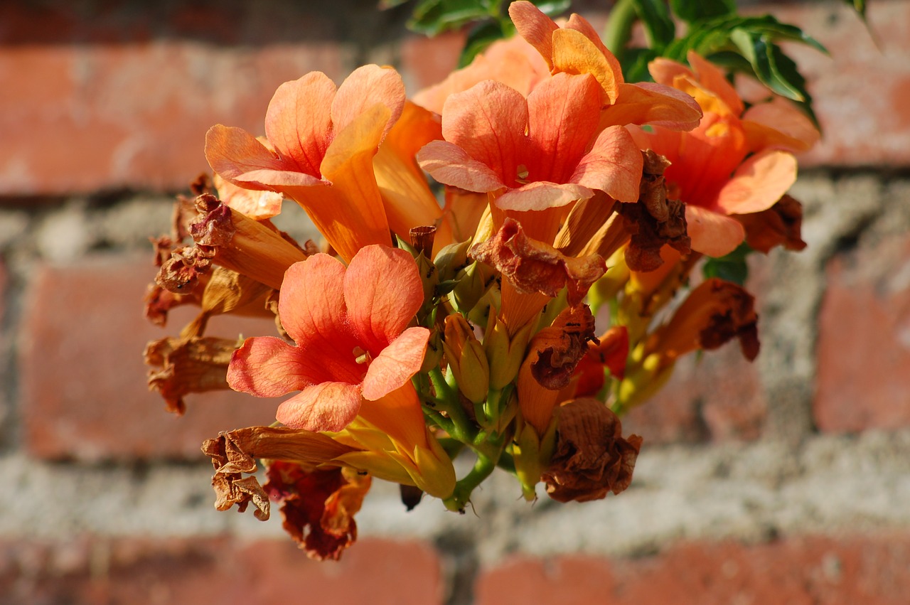 bignonia  orange  flowers free photo