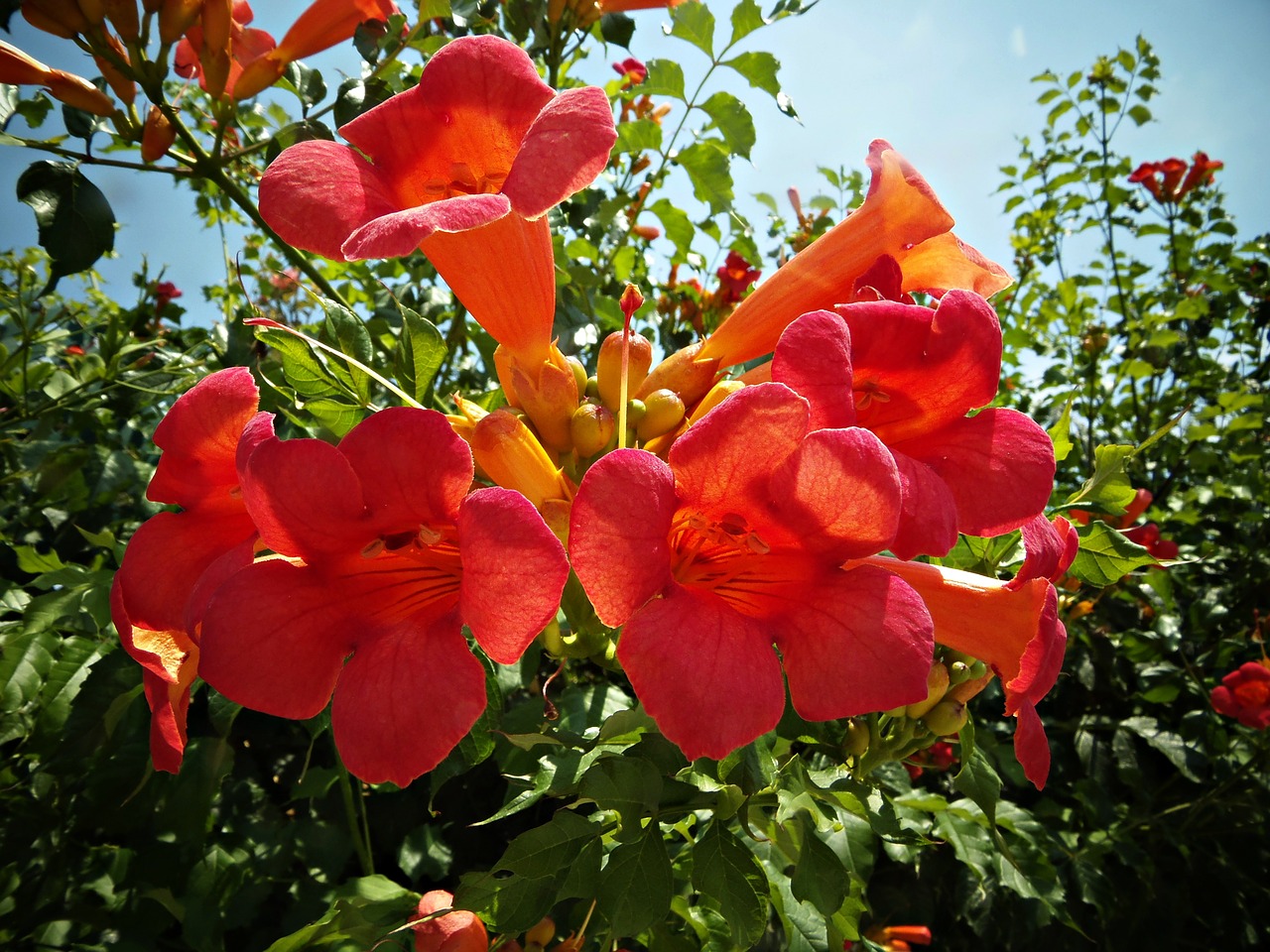 bignonias flowers red free photo