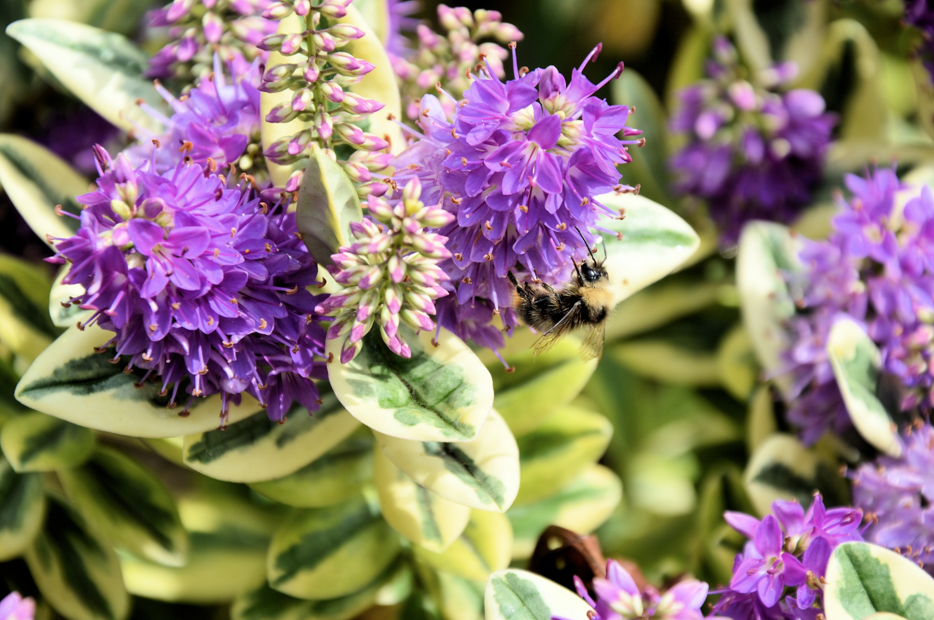 nature bee flower free photo