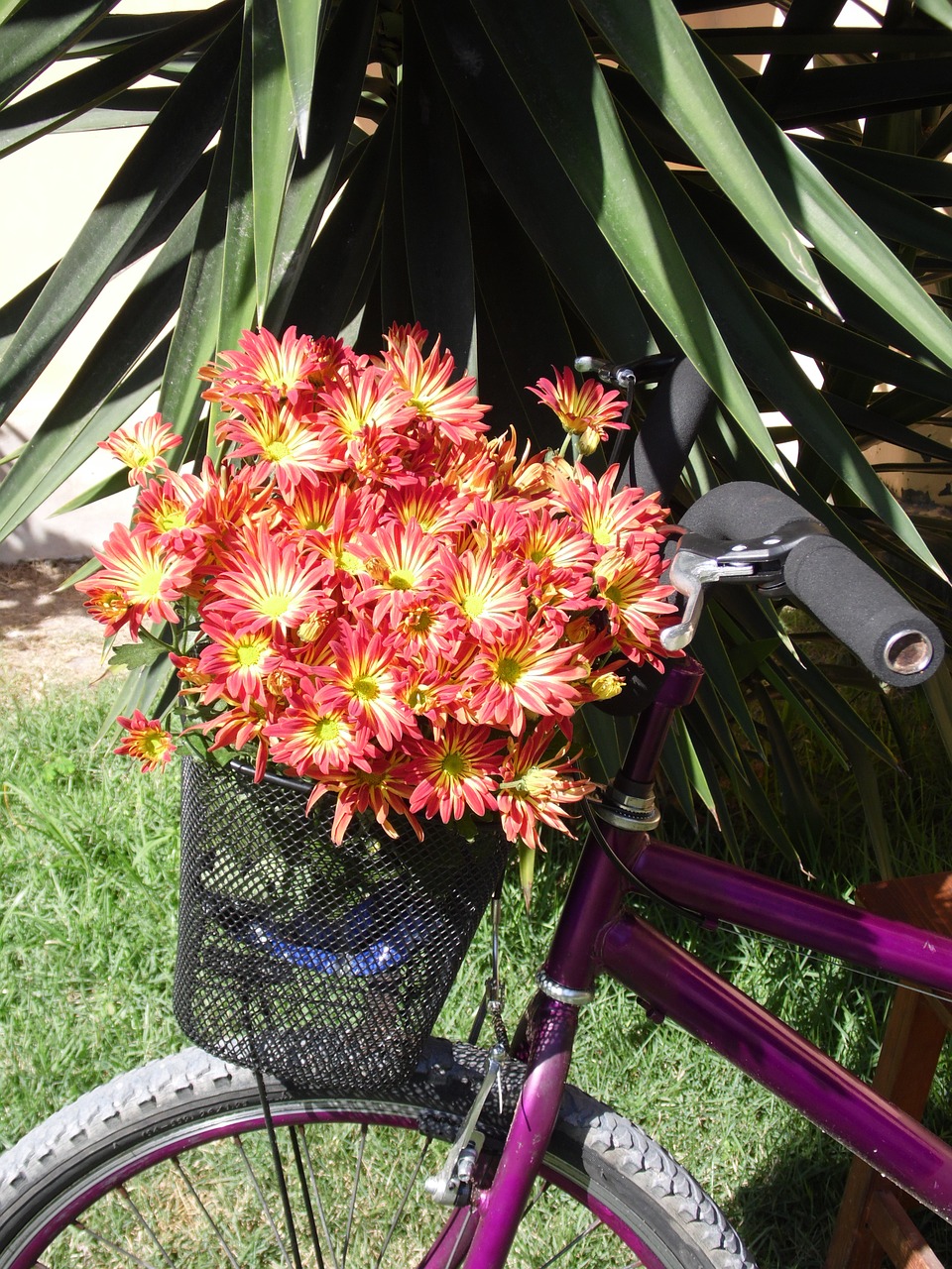 bike flowers basket free photo